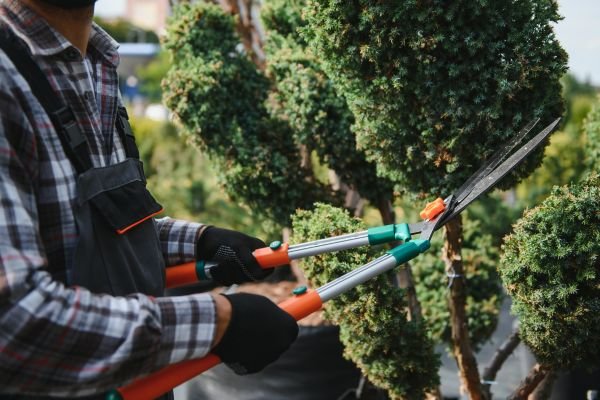 Tree Trimming