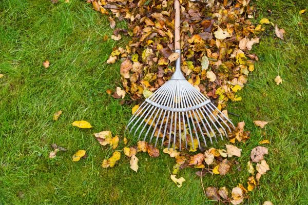 Yard Cleanup