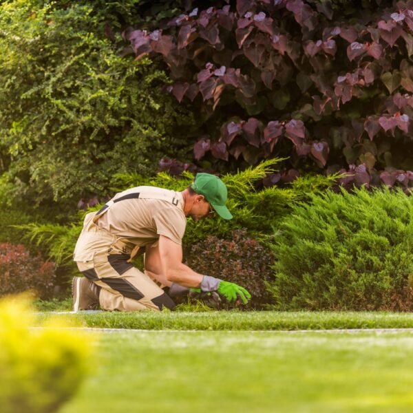 Yard Cleanup Services Oakland