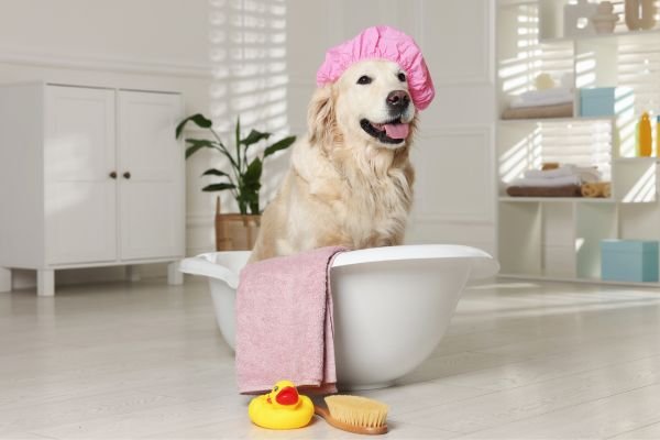 Dog Bath