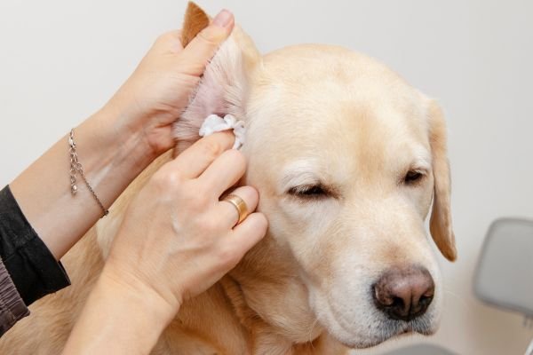 Poochi Ear Cleaning