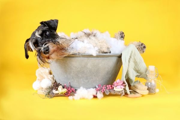 Poochi Grooming Packages