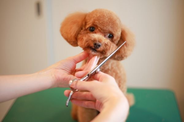 Poochi Haircut with scissor finish