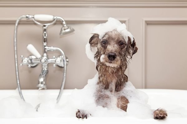 Poochi Microbubbles bath