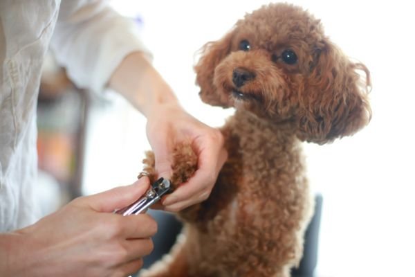 Poochi Nail Trim