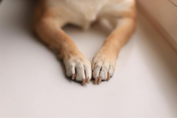Poochi Nail polish